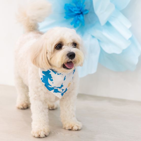 Garden Series - Pet Bandana in Blue Floral (Personalisable)