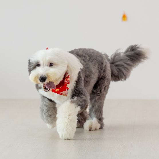 Dragon Series - Pet Bandana in Red Floral (Personalisable)